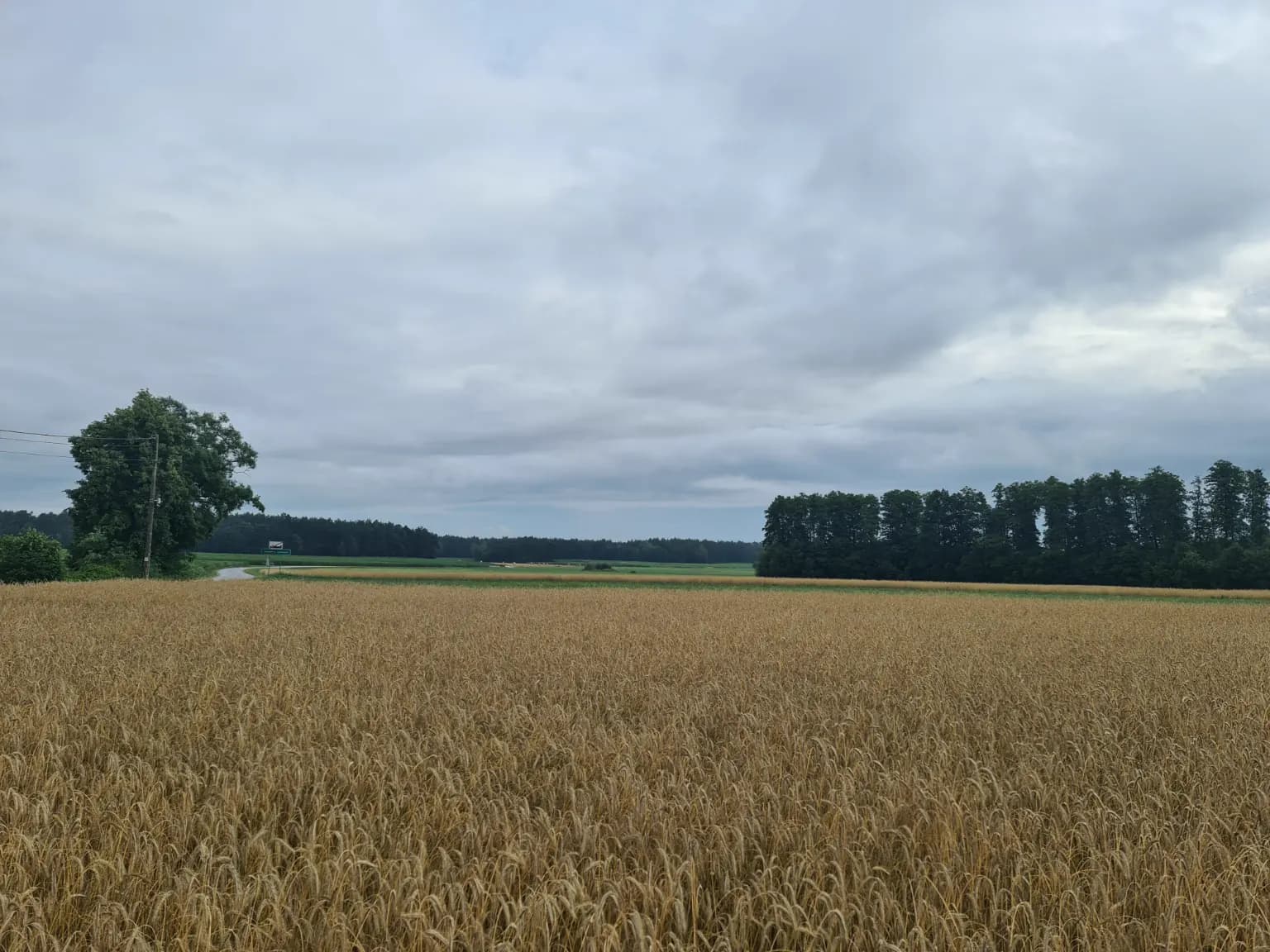 Blisko lasów i łąk — Janczewo Sukmanki